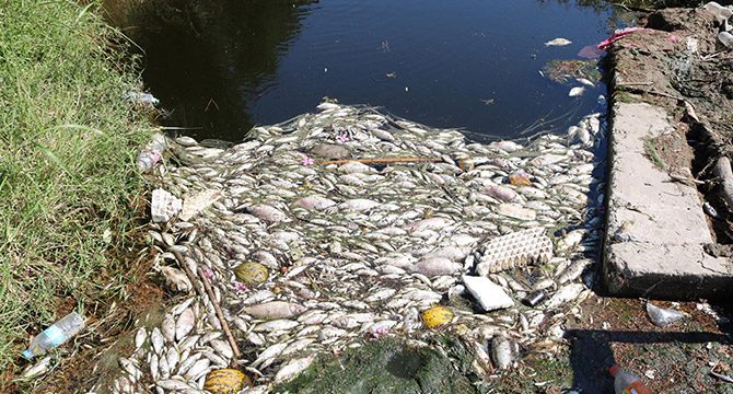 Foça ve Menemen'de sulama kanalında balık ölümleri endişesi