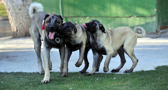 200 bin liralık Kangal yavruları için randevu alıyorlar