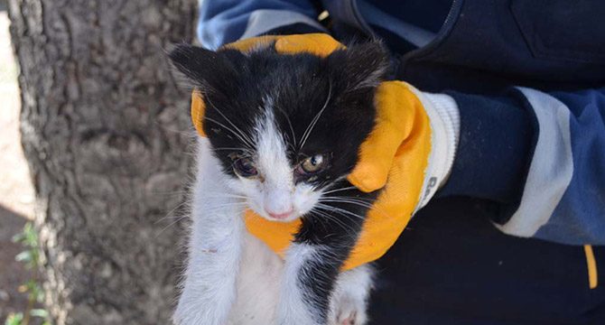 Ağaçta mahsur kalan kediyi belediye ekibi kurtardı