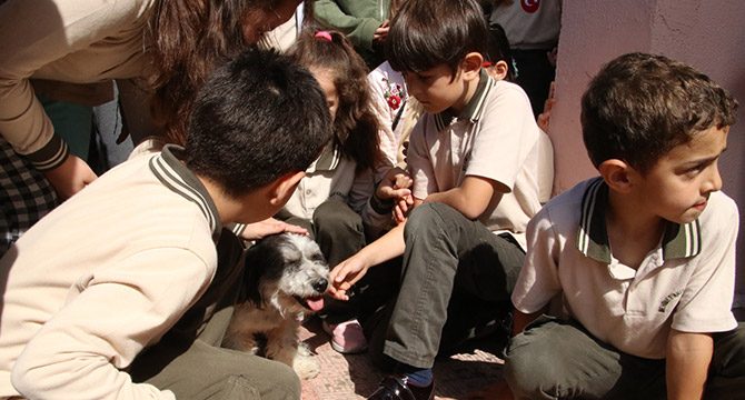 Okul yönetiminin sahiplendiği köpekler çocukların sevgilisi