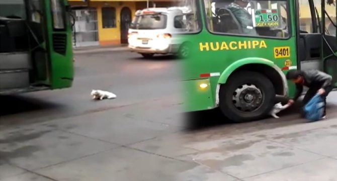 Kedi, seyir halindeki otobüs tekerinin altına yattı