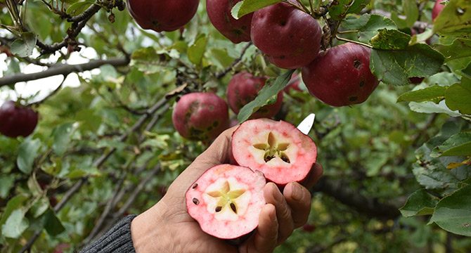 Posof´un içi dışı kırmızı elması tescillendi