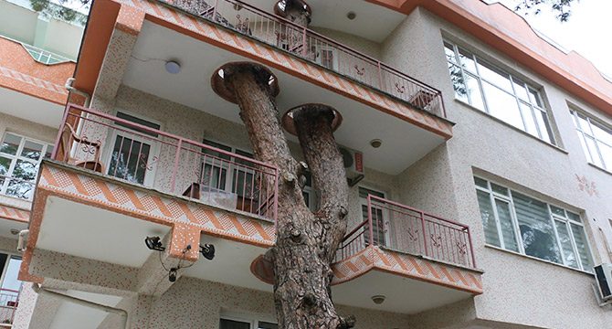 3 asırlık ağaç balkondan geçiyor