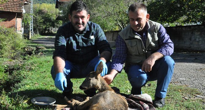 Köpeklerin saldırdığı karacayı, süpürge ile kurtardı