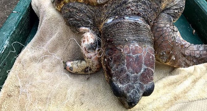 Misina dolanan caretta carettaya özel ameliyat