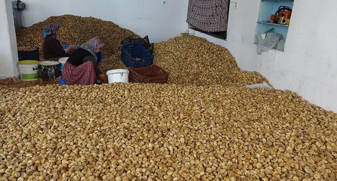 Tüccar fiyat kırdı, kuru incir depoda kaldı