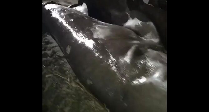 İzmir'de köpek balığı karaya vurdu