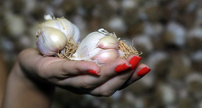 Gramla satılan Taşköprü sarımsağı