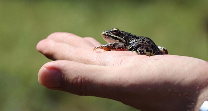 Endemik tür 'Tavas kurbağası' tel örgüyle korunacak