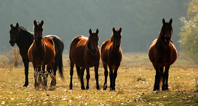 Afyonkarahisar'daki yılkı atları, doğal ortamında görüntülendi