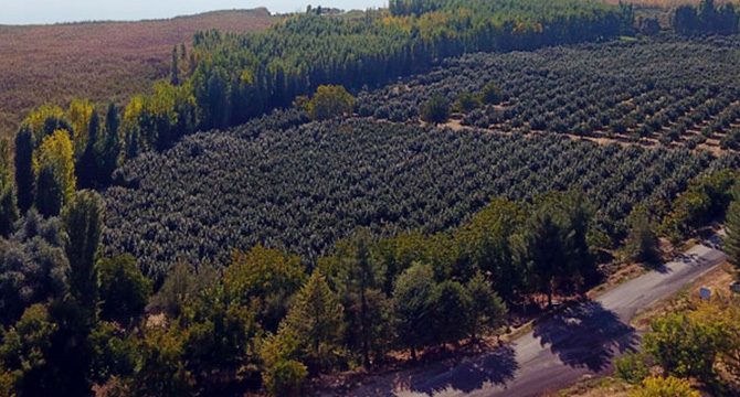 28 yıl önce yetiştirilmeye başlanan hurma, 14 bin dönüme yayıldı
