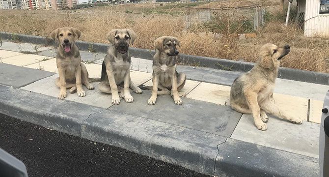 Atık yemeklerle 200 köpeği besliyorlar
