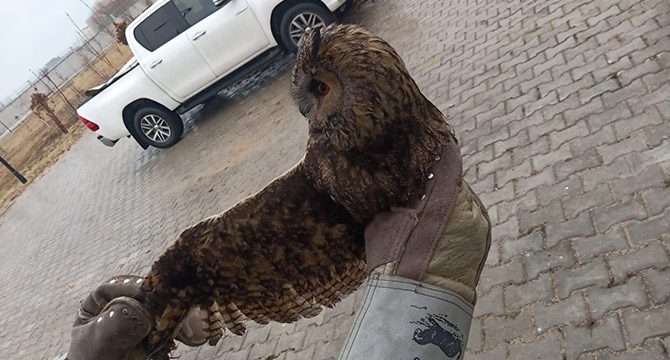 Dereye düşen yaralı baykuşu itfaiye kurtardı