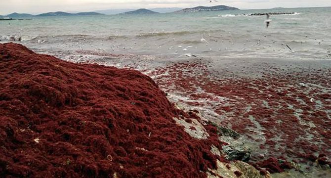 Caddebostan sahilini kırmızı yosunlar sardı