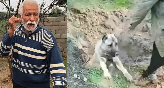 Zehirlendiği öne sürülen köpeğin görüntüleri tepki çekti