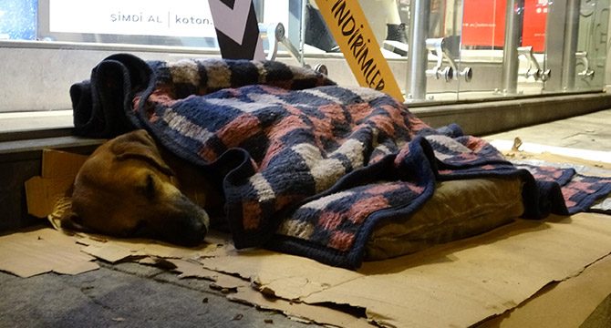 Karabük'te esnaf, sokak köpeğini battaniye ile ısıttı