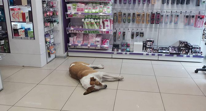 Yağmurda ıslanan köpek mağazaya alındı