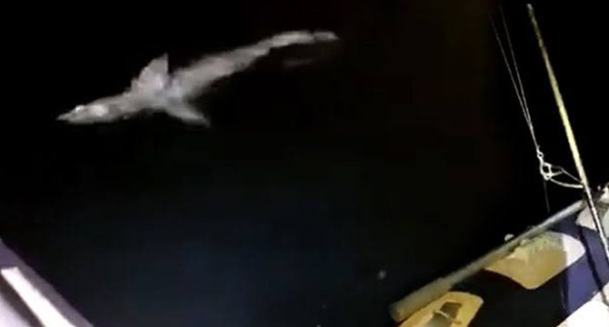 Oltaya 1,5 metrelik köpek balığı takıldı