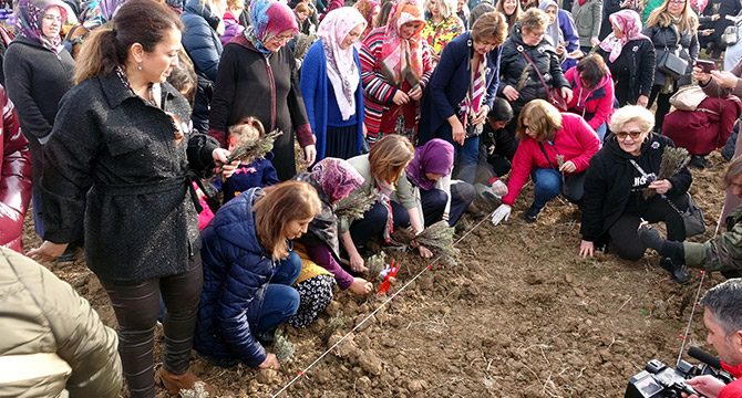 İzmit Kadın Kooperatifi, 23 bin lavantayı toprakla buluşturdu