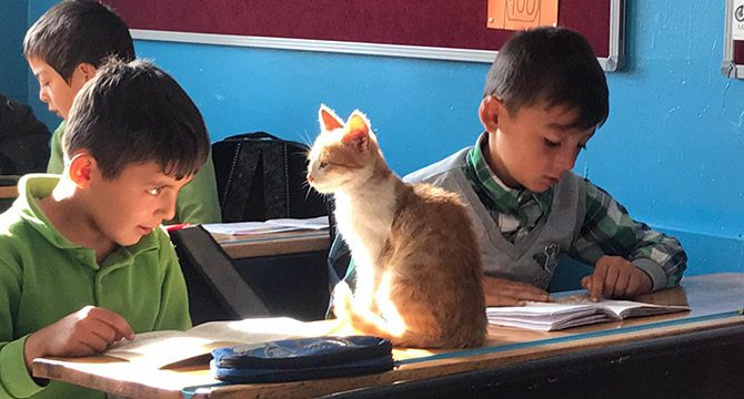 'Limon', köy okulunun maskotu oldu