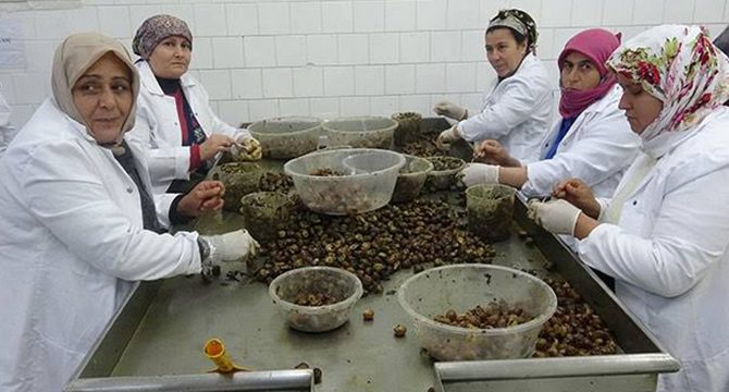 Türk salyangozu Fransız sofralarını süslüyor
