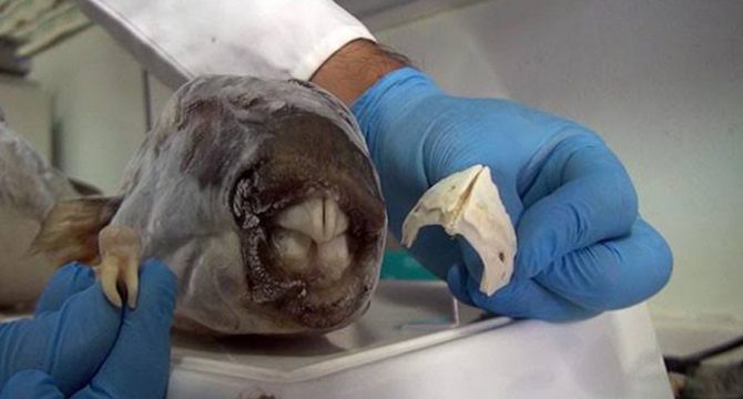 Zehirli balon balığının dişleri, dolgu ve kaplamada kullanılacak