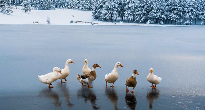 Buz tutan gölette ördek geçişini fotoğrafladılar