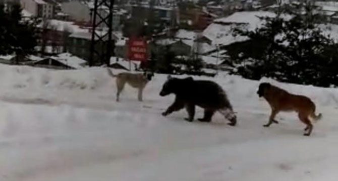Kış uykusu öncesi yemek arayan boz ayının köpeklerle mücadelesi