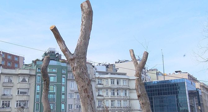 Gezi Parkı'nda 39 ağaç sökülerek yerine yenileri dikilecek