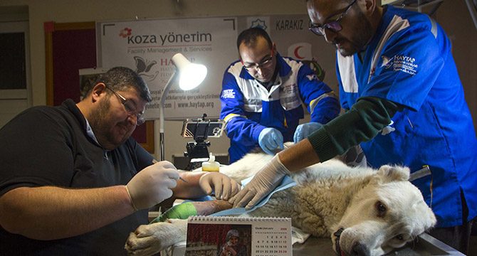 Av tüfeğiyle vurulan köpek tedaviye alındı