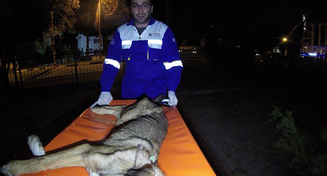 Bacağı kırılan köpeğe 2,5 saatlik ameliyat