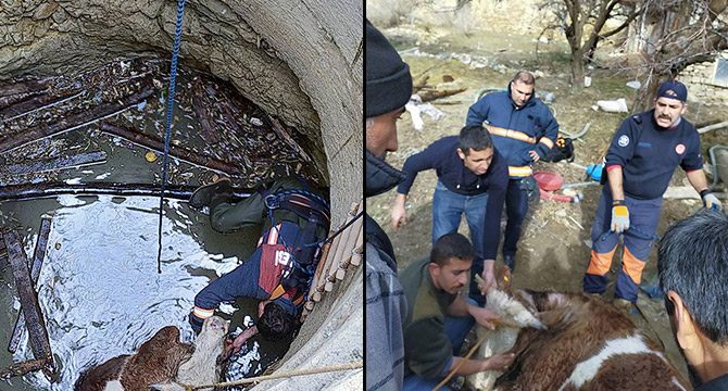 Su kuyusuna düşen hamile inek kurtarıldı