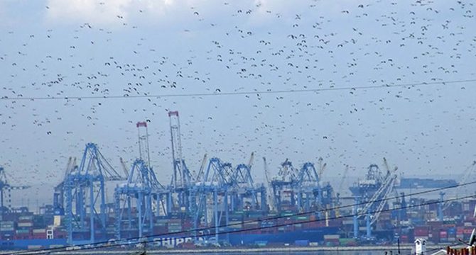 İstanbul'dan geçen göçmen kuşlar üzerinde virüs araştırması