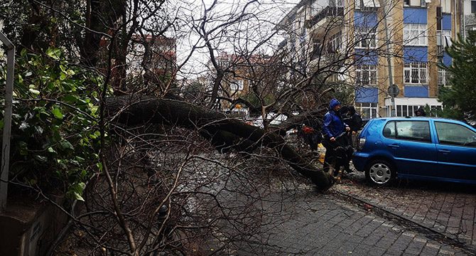 Kadıköy'de ağaç otomobilin üstüne devrildi