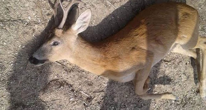 'Karaca' öldüren kişiye 8 bin TL ceza
