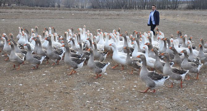 Fransız kazları ile çiftlik kurdu, 300 bin lira gelir hedefliyor