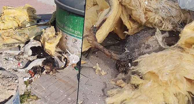 Çöpte bir kısmı yanmış köpek ölüsü bulundu
