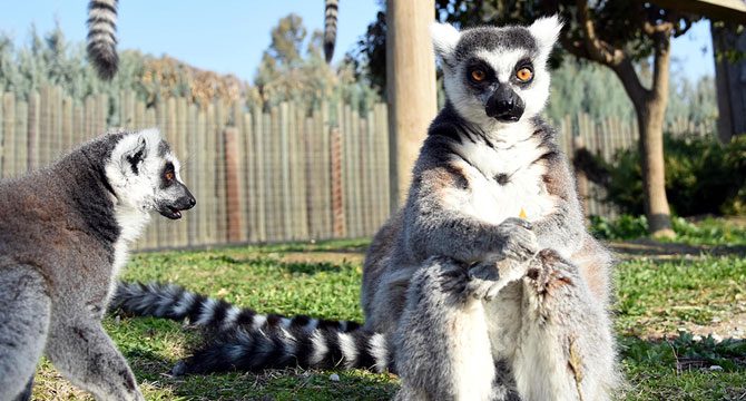 Sasalı'daki maymun ve lemurlar çerez ve kuru meyveyle besleniyor