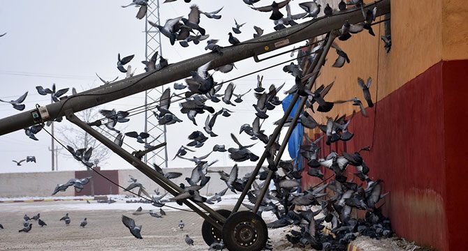 Aç kalan kuşlar yem fabrikasına sığındı