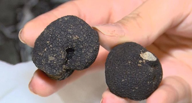 Mutfakların siyah incisi trüf mantarının kilosu 400 euro