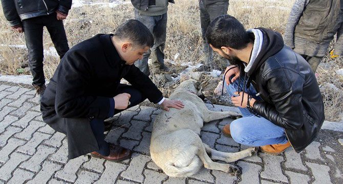 Erciş'te yaralı köpeğe kaymakam sahip çıktı