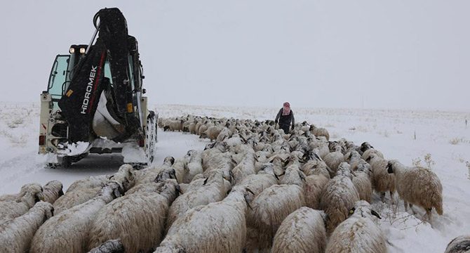 Tipide mahsur kalan 2 çoban ve koyun sürüsü kurtarıldı