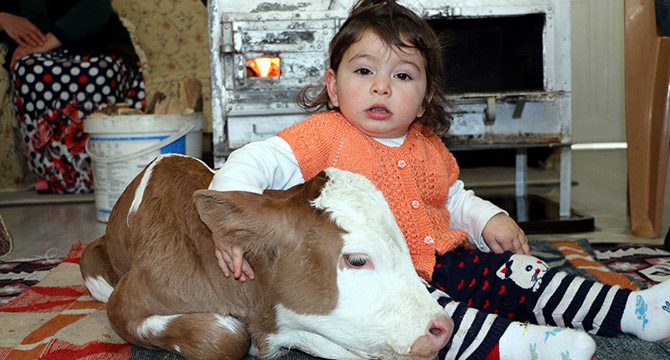Evde bakılan buzağı, Duru´nun oyun arkadaşı