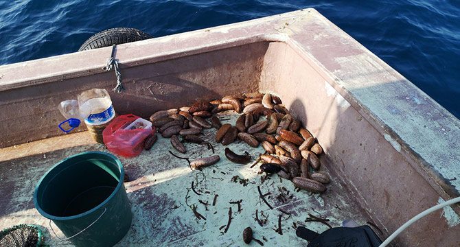 Dikili'de avlanan deniz patlıcanları Uzak Doğu'ya ihraç ediliyor