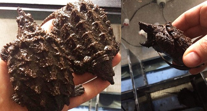 Sosyal medyada satışa çıkarılan timsah yiyen kaplumbağalara el konuldu