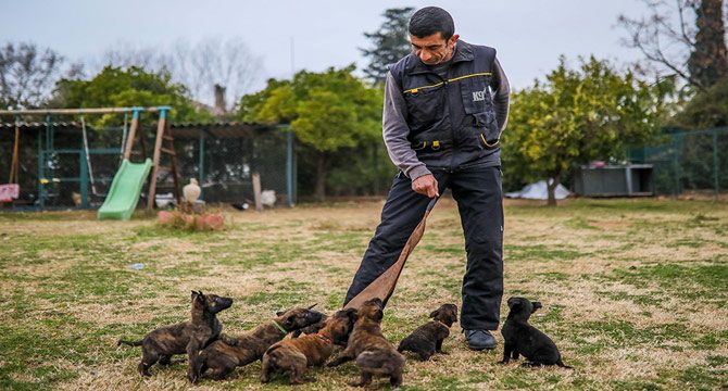 Yavru köpekler operasyon için eğitilecek