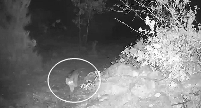 Tokat'ta yaban kedisi fotokapanla görüntülendi