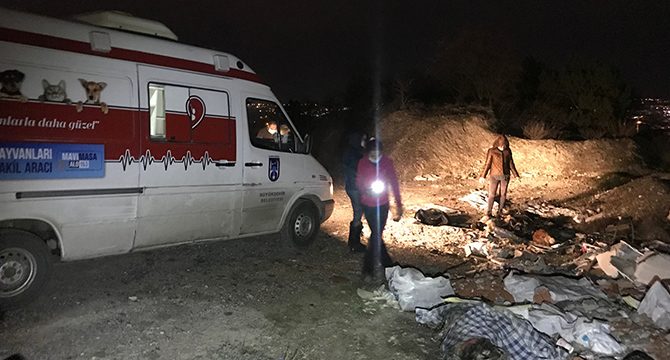 Ankara'da çuvalların içinde ölü köpekler bulundu
