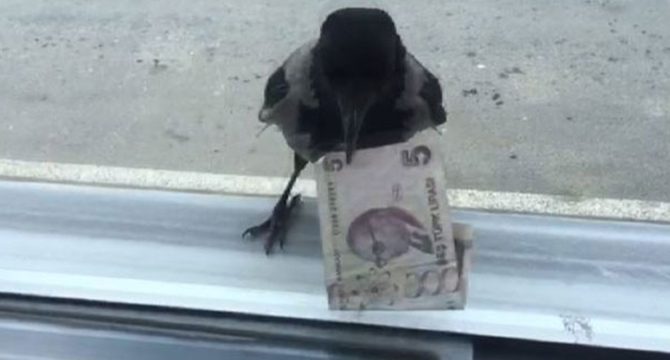 Hırsız karga bu kez 5 lira ile uçtu