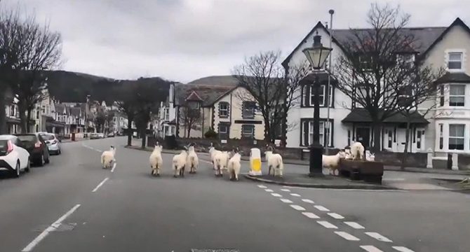 İngiltere'de sokağa inen yabani keçiler böyle görüntülendi